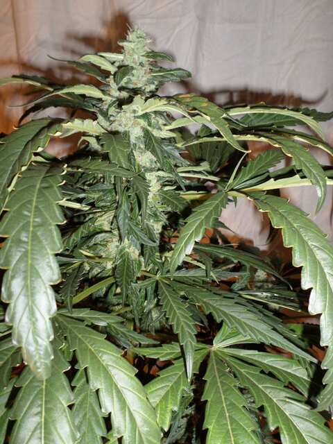 Auto_Somango