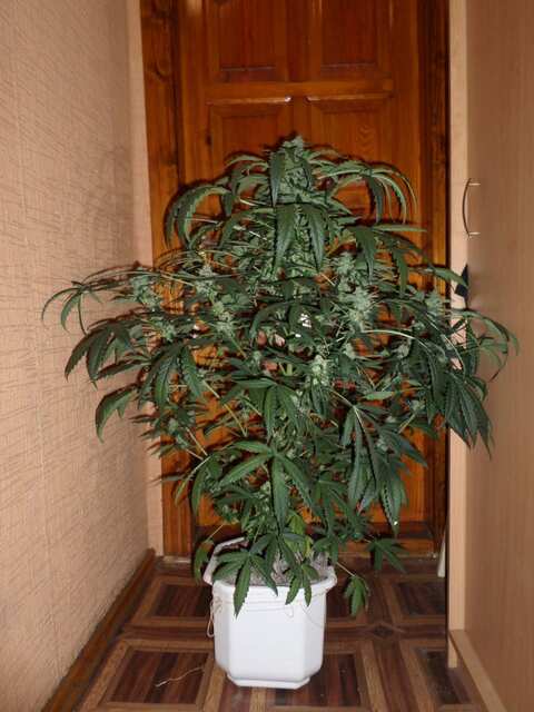 Auto Somango