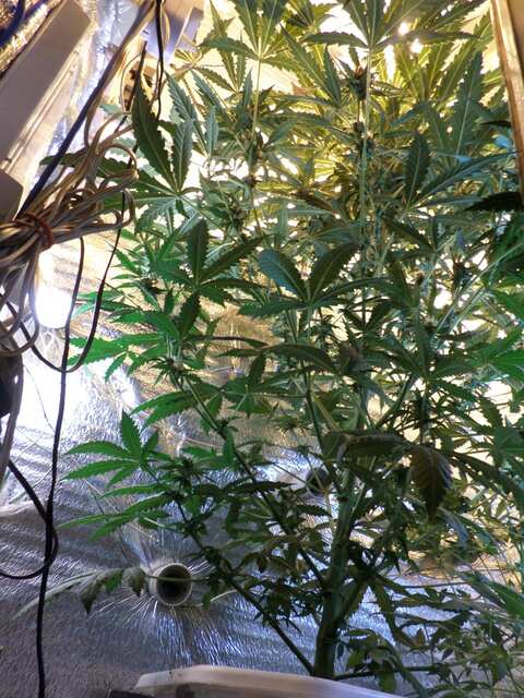 Auto Somango (18,03,2015) (10)