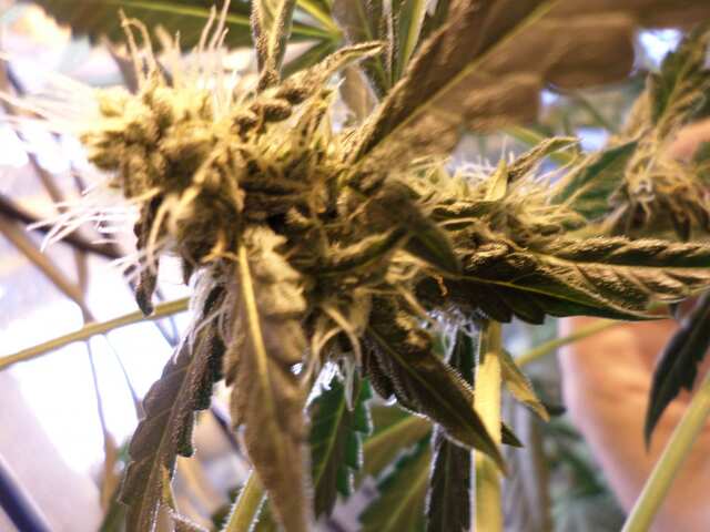 Auto Somango (18,03,2015) (8)