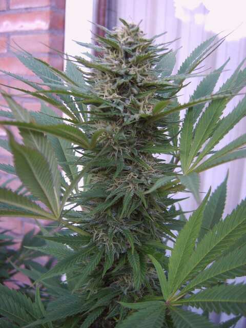 White skunk