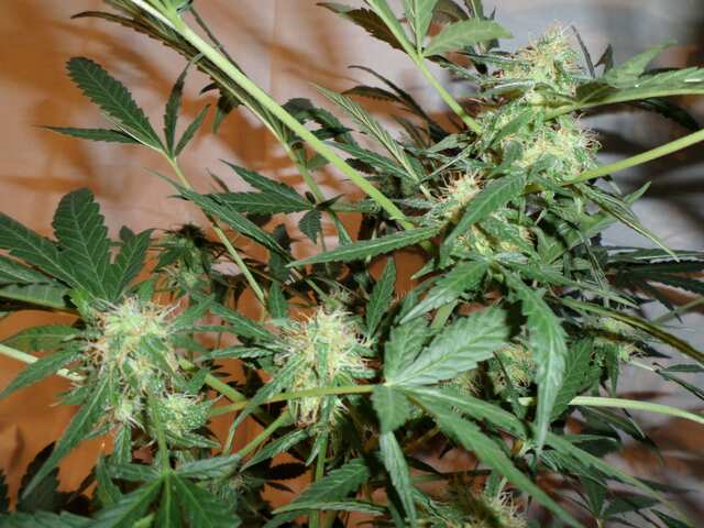 Auto Afghani (13)
