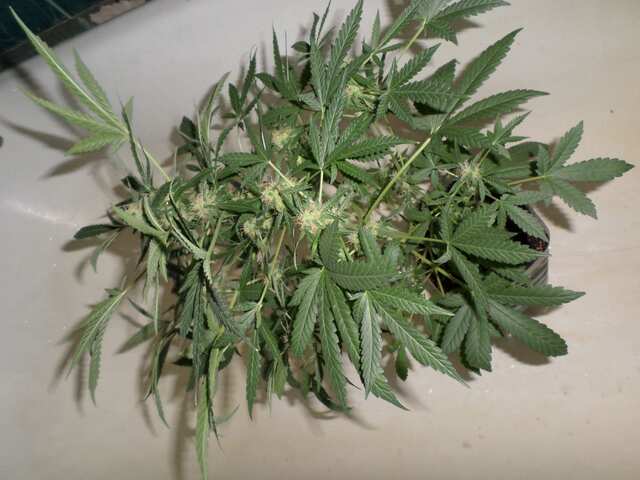 Auto Afghani (14)