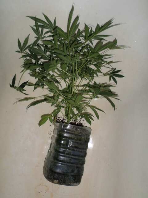 Auto Afghani (16)