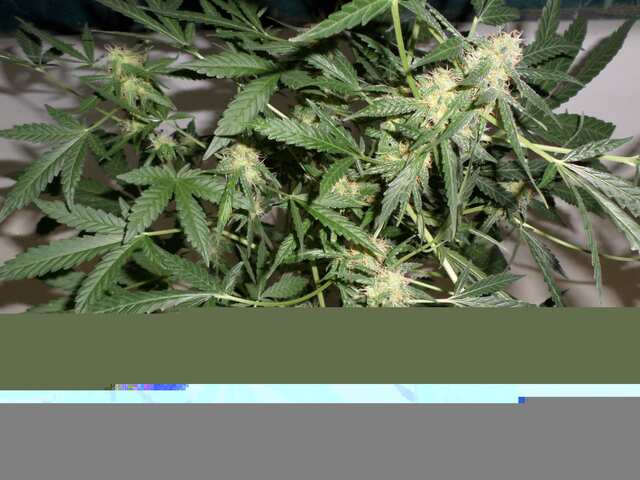 Auto Afghani (19)