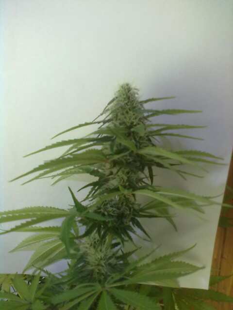 Black Domina Feminised