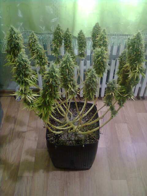 Black Domina Feminised