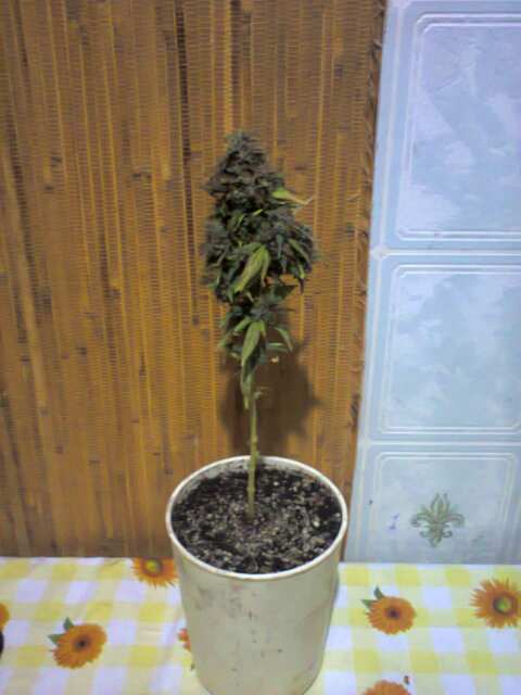 Black Domina Feminised