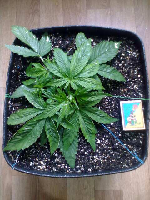 Black Domina Feminised