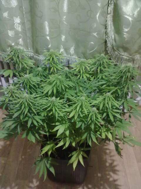 Black Domina Feminised