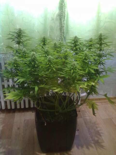 Black Domina Feminised