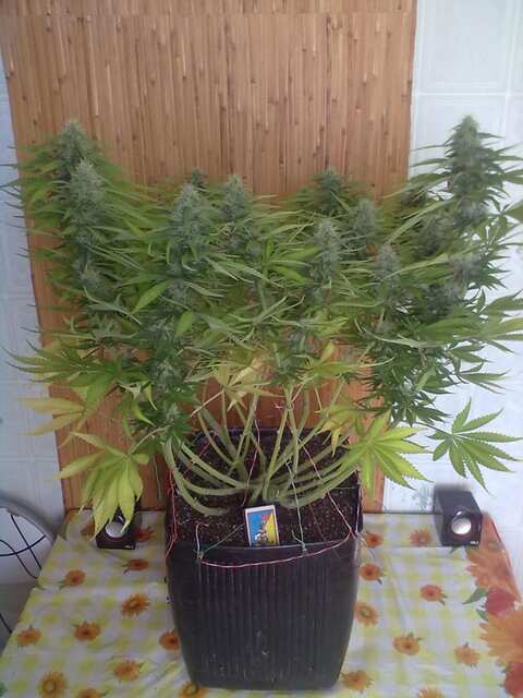 Black Domina Feminised