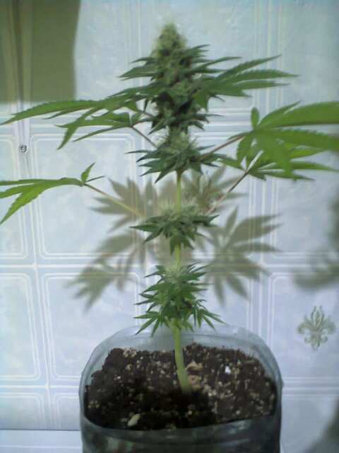 Black Domina Feminised