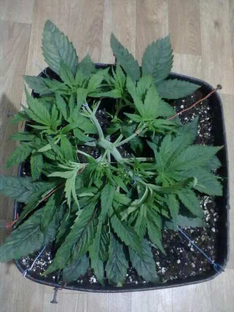 Black Domina Feminised