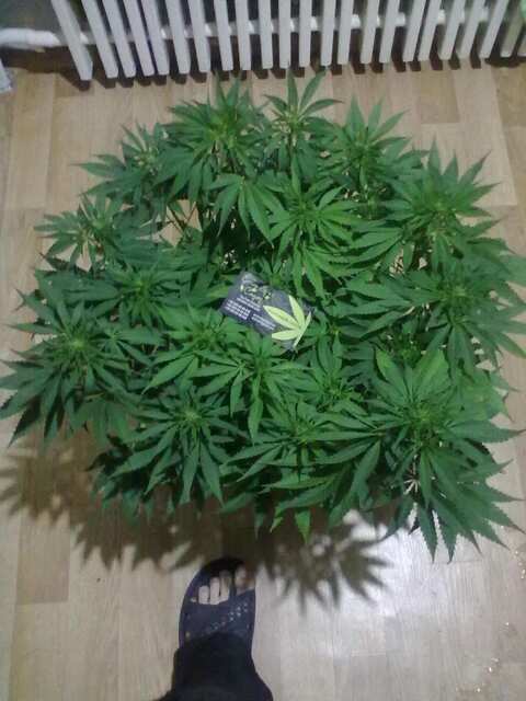 Black Domina Feminised