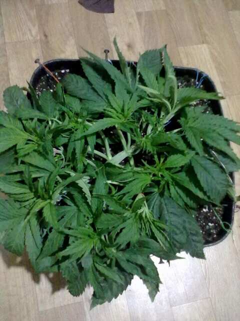 Black Domina Feminised