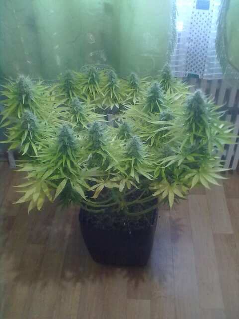 Black Domina Feminised