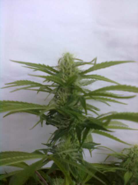 Black Domina Feminised