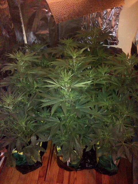 auto NL fem 27 day