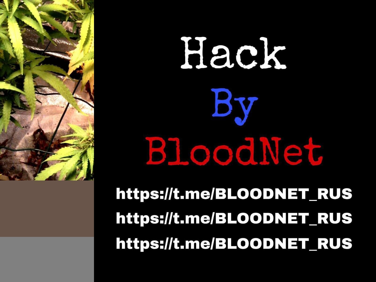 Странники в ночи ( Днат 400вт+Эсл)