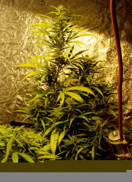 106 дней  37 цветение