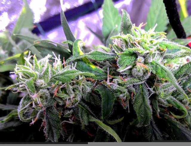 138 дней  Харв !