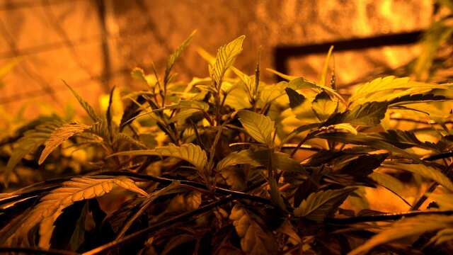 61 день   Ривега