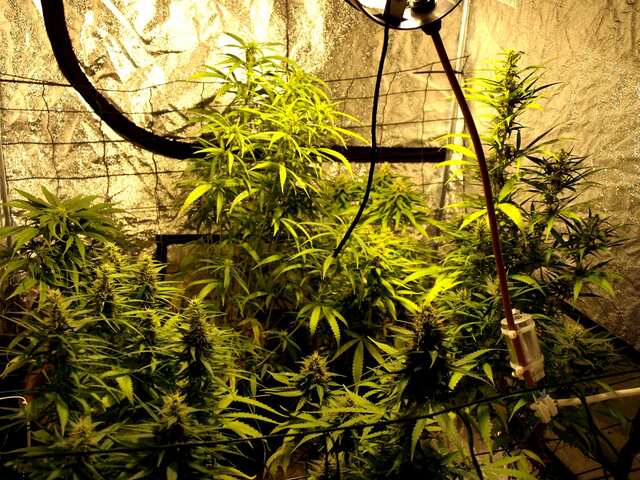 106 дней  37 цветение