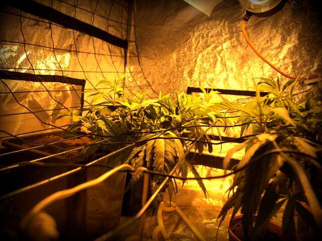 61 день   Ривега