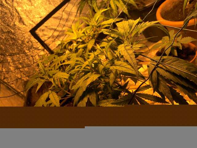 61 день   Ривега