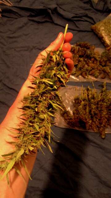 138 дней  Харв !