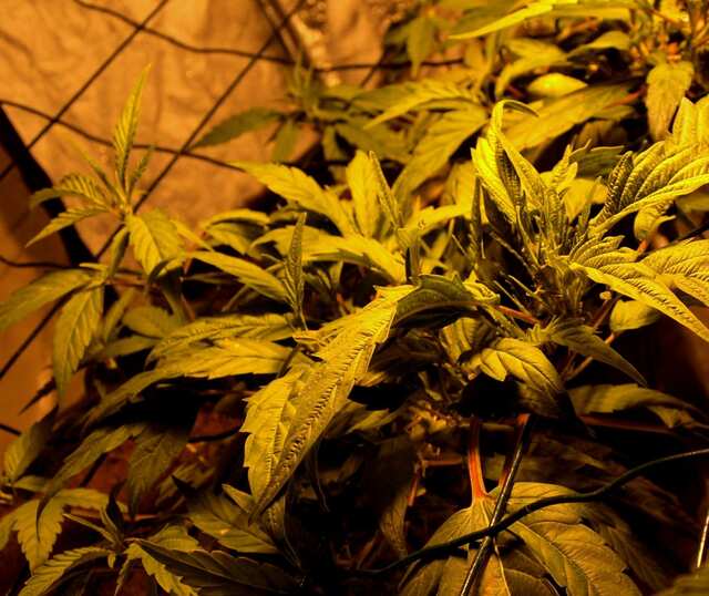 61 день   Ривега