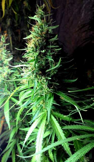 138 дней  Харв !