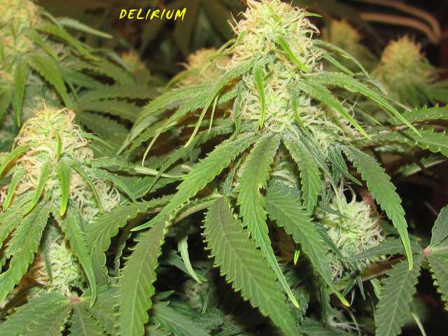 Delirium World of seeds