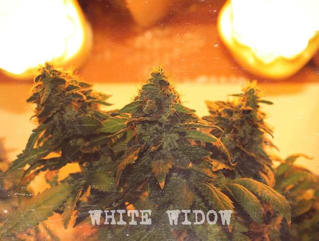 WHITE WIDOW (9нед)