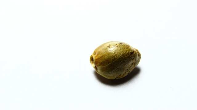 Seed