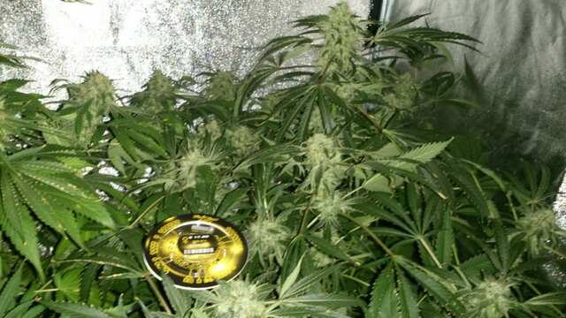 Kalashnikova 1 95 день от каски,30 дней Веги,12 дней предцвета,45 день Цвета))