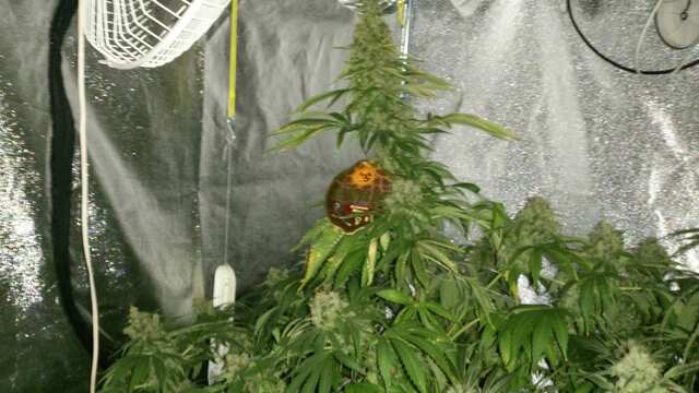 Crimea Blue 102 день от каски,30 дней Веги,12 дней предцвета,52 день Цвета))