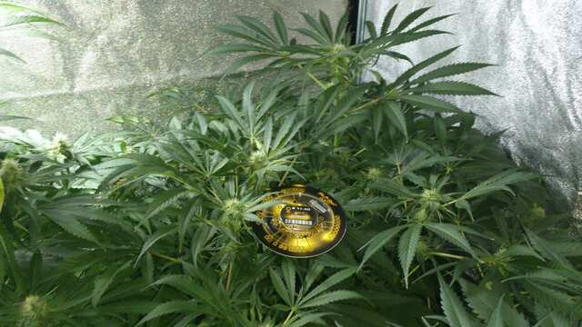 Kalashnikova 1  67 день от каски,30 дней Веги,12 дней предцвета,17 день Цвета))