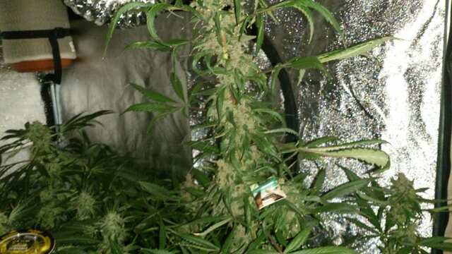 Auto FastBerry 80 день от каски,21 день Веги,50 день Цвета))