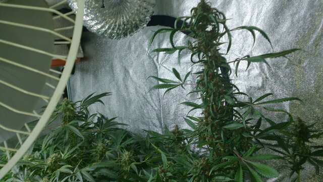 Auto FastBerry 87 день от каски,21 день Веги,57 день Цвета))