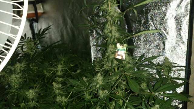 Auto FastBerry 66 день от каски,21 день Веги,36 день Цвета))