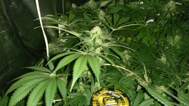 Kalashnikova 2 71 день от каски,30 дней Веги,12 дней предцвета,24 день Цвета))