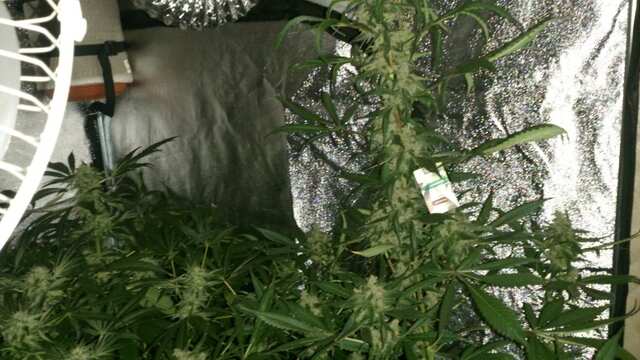 Auto FastBerry 73 день от каски,21 день Веги,43 день Цвета))