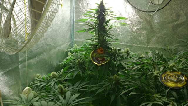 Crimea Blue 74 день от каски,30 дней Веги,12 дней предцвета,24 день Цвета))