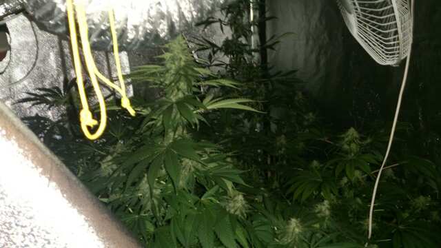 81 день от каски,30 дней Веги,12 дней предцвета,31 день Цвета))