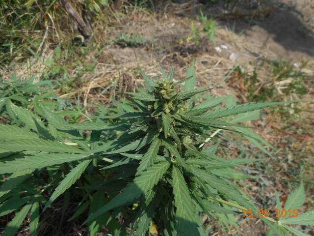 Auto Blueberry