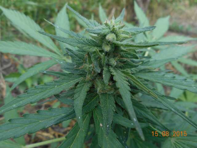 Auto Blueberry