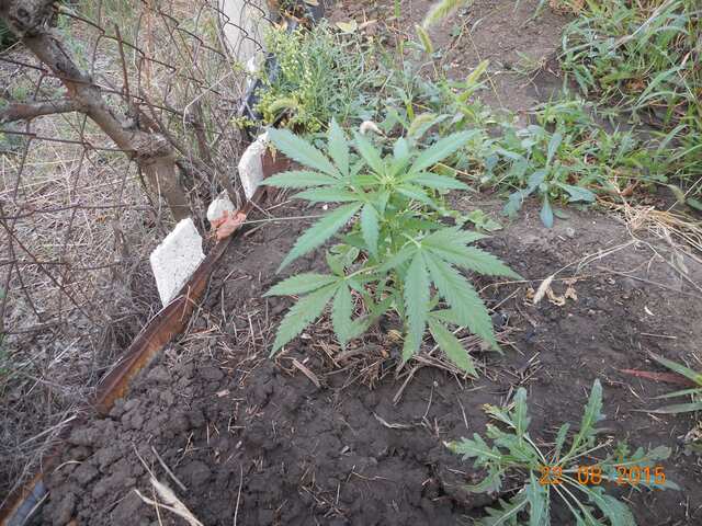 Auto Blueberry