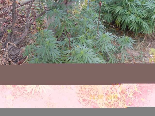 Original Skunk